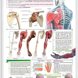 Charts - The Arms, Shoulders and Hands