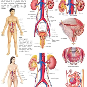 Charts - The Urinary System